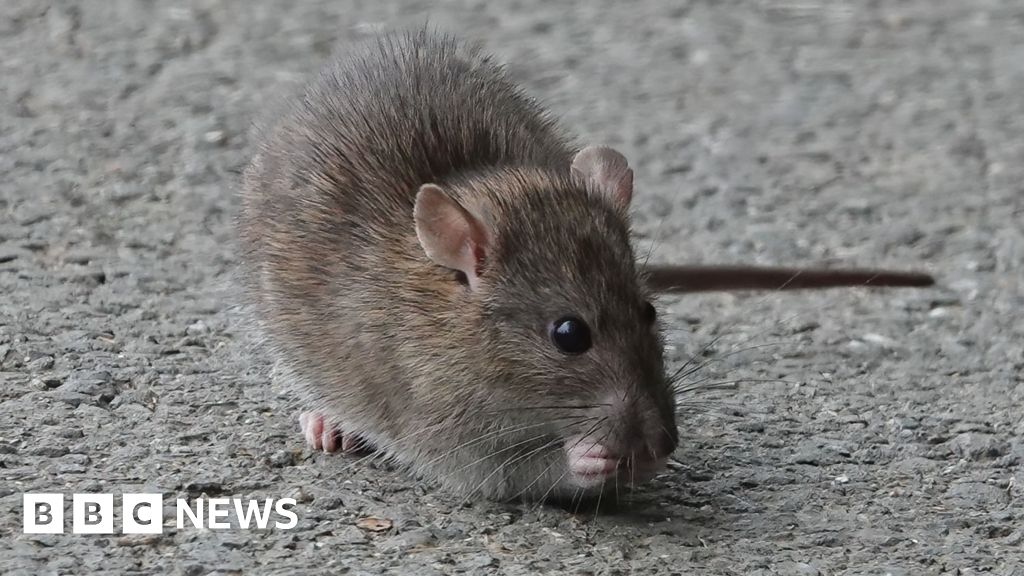 Derry's riverside rats 'enjoying five star all-inclusive holiday'