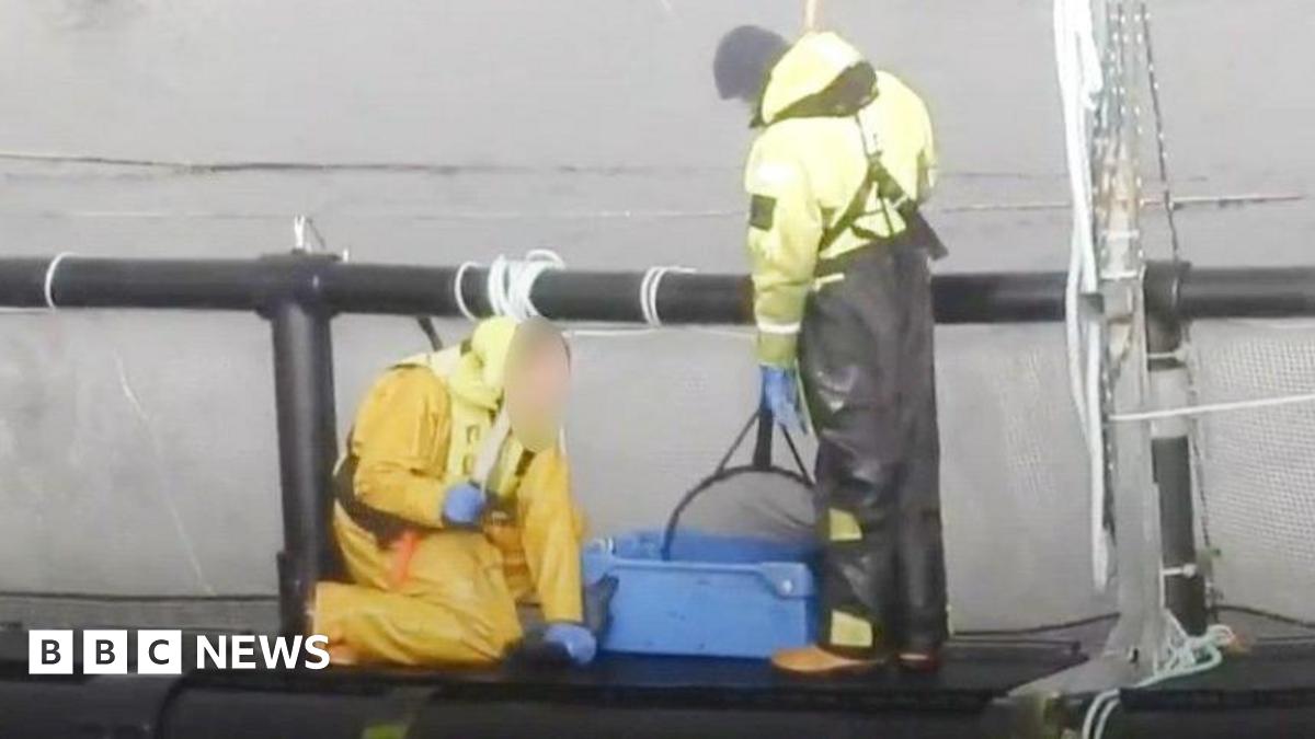 Skye salmon farm suspended by RSPCA over alleged abuse videos
