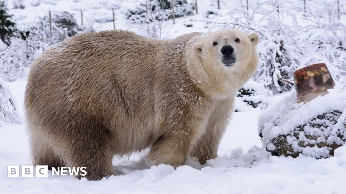 UK's oldest polar bear put down at Highland Wildlife Park