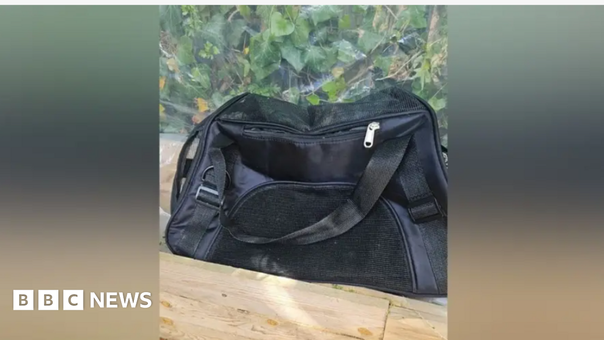 Teenagers charged over deaths of two kittens in West Ruislip