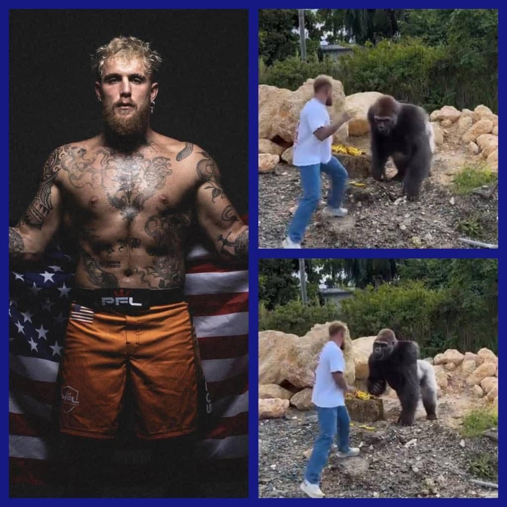 American Boxer, Jake Paul who only f!ghts old and retired Boxêrs